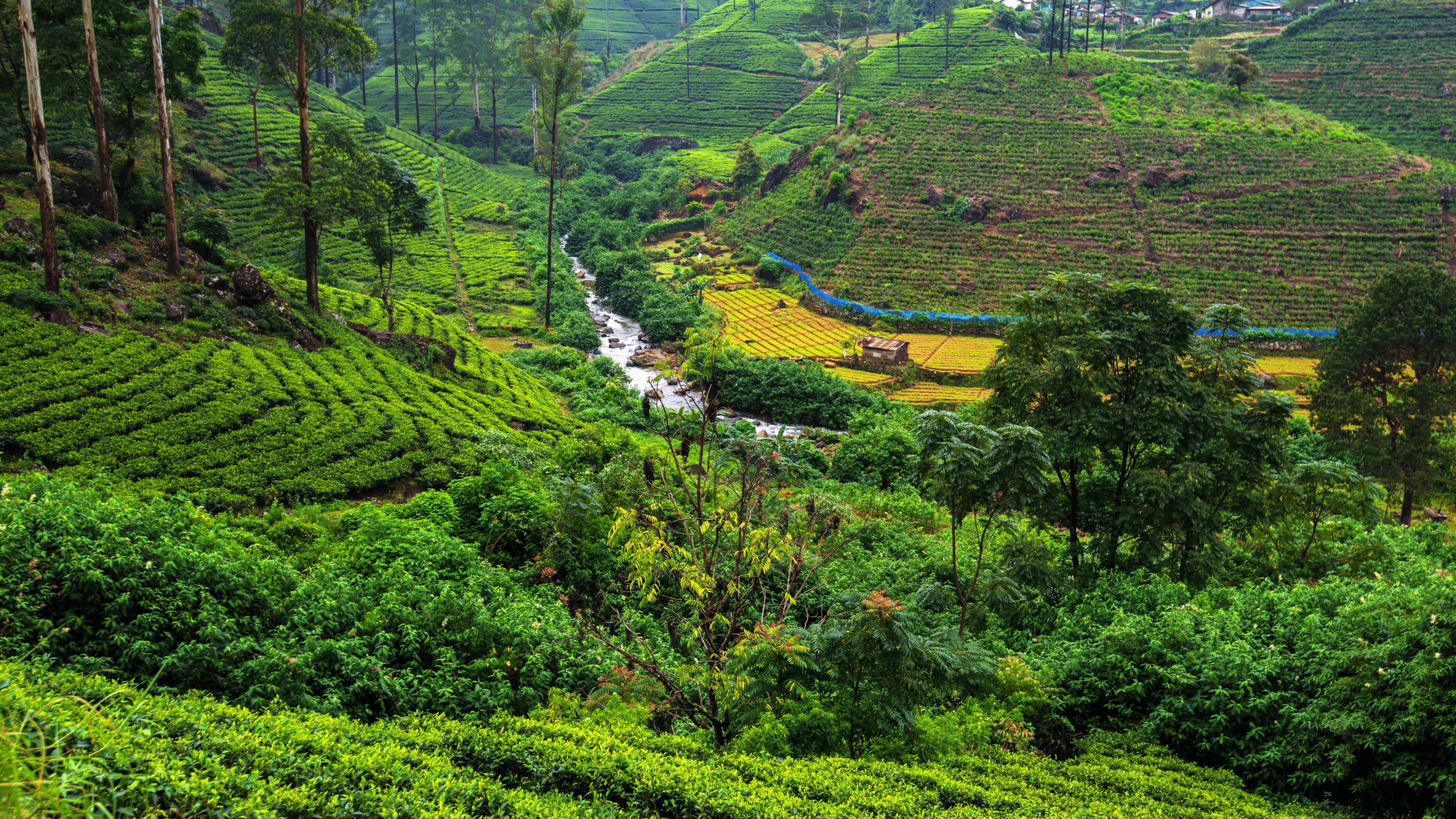 Lush Green Valley