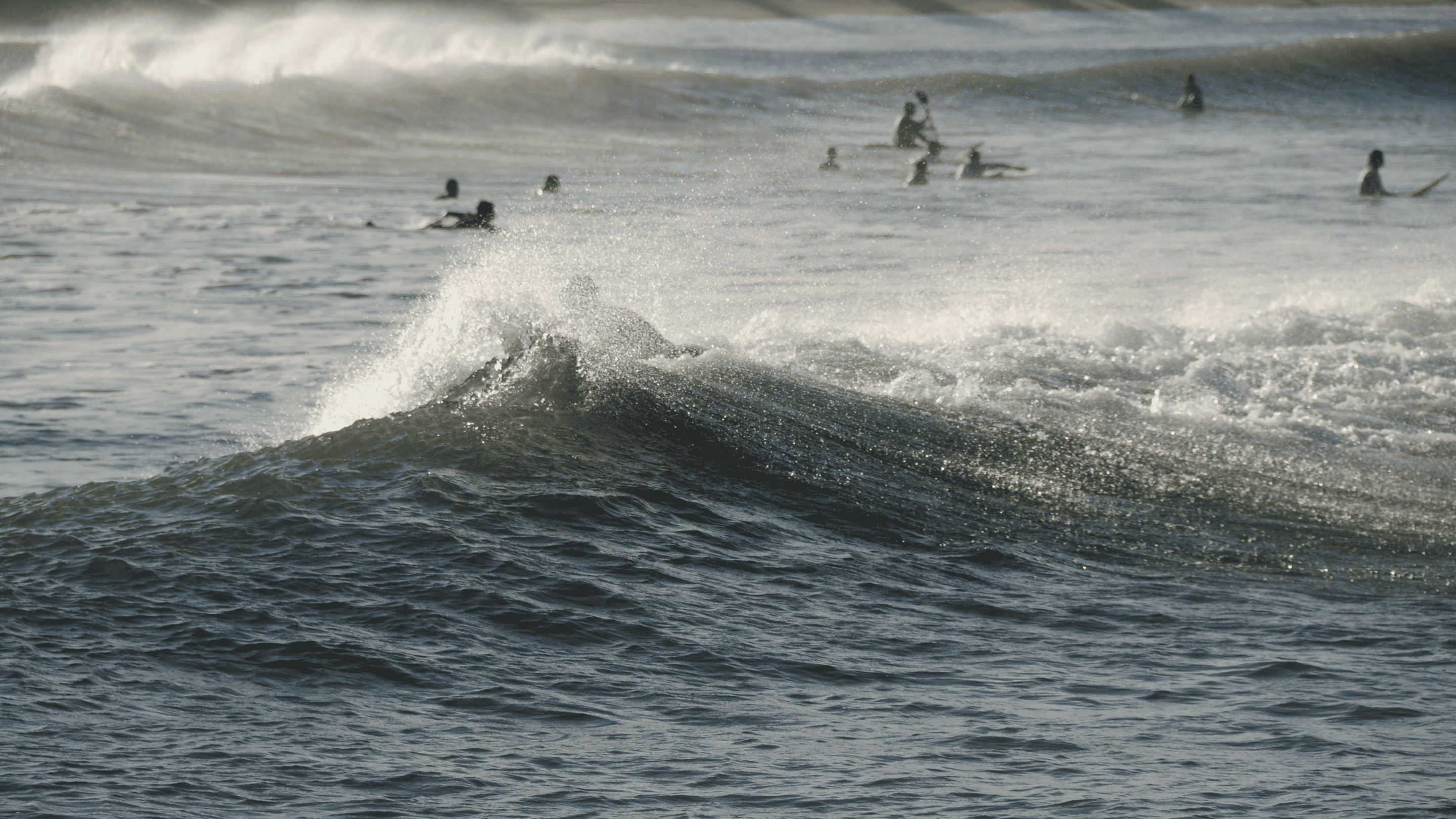 Ocean Wildlife