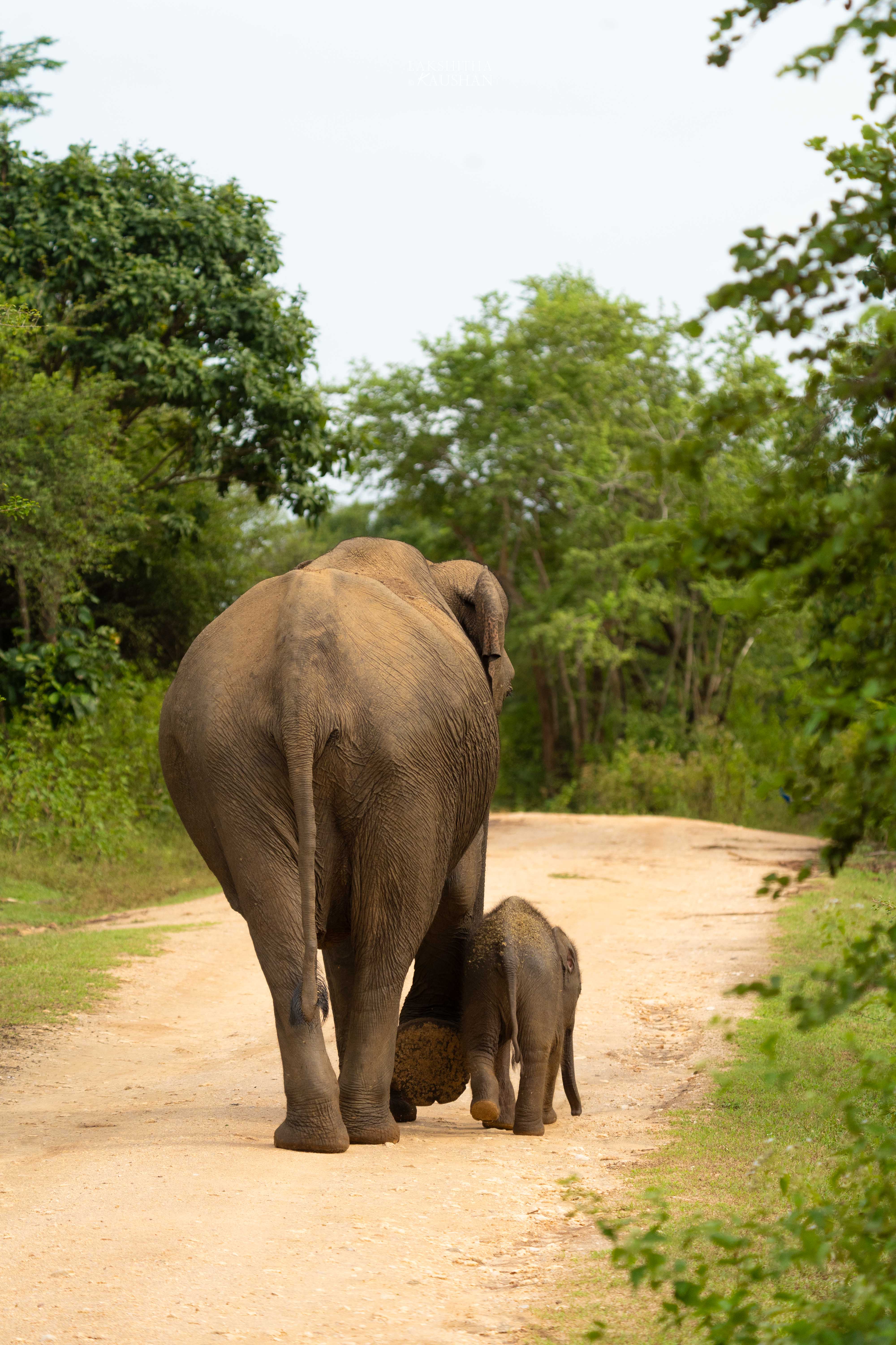 Wildlife Safari