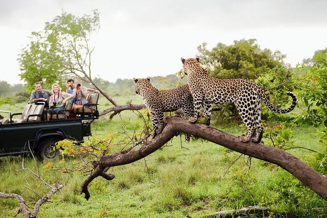 Wildlife Encounters